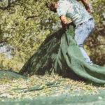 A man harvesting olives by hand under a big olive tree.